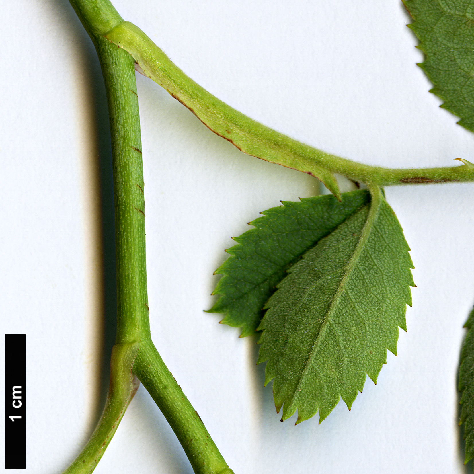 High resolution image: Family: Rosaceae - Genus: Rosa - Taxon: foetida - SpeciesSub: ’Bicolor’